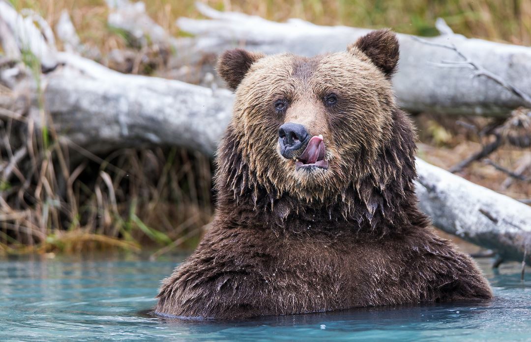 grizzly bear licking lips water, wildlife photography, wildlife photographer, wildlife workshop, photography workshop