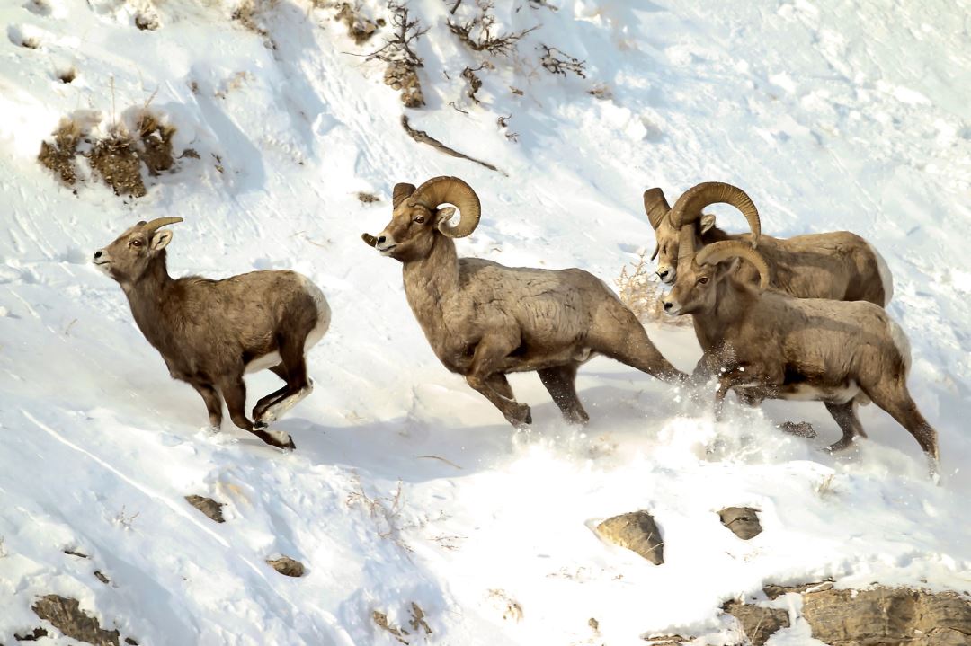 running four ram in snow on mountain, wildlife photography, wildlife photographer, animal photographer, animal photography, wildlife workshop