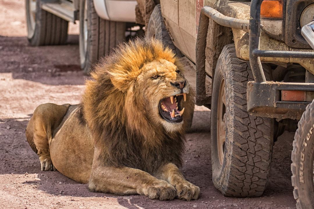 roaring lion by car safari, wildlife photographer, wildlife photography, wildlife workshop, photography workshop, salt lake city photography workshop