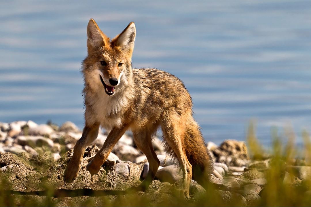 small fox running, wildlife photography, wildlife photographer, wildlife workshop, photography workshop, salt lake city photography workshop