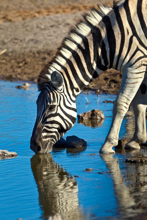 zebra drinking water safari, wildlife workshop, wildlife photography, wildlife photographer, salt lake city photography workshop, safari photography