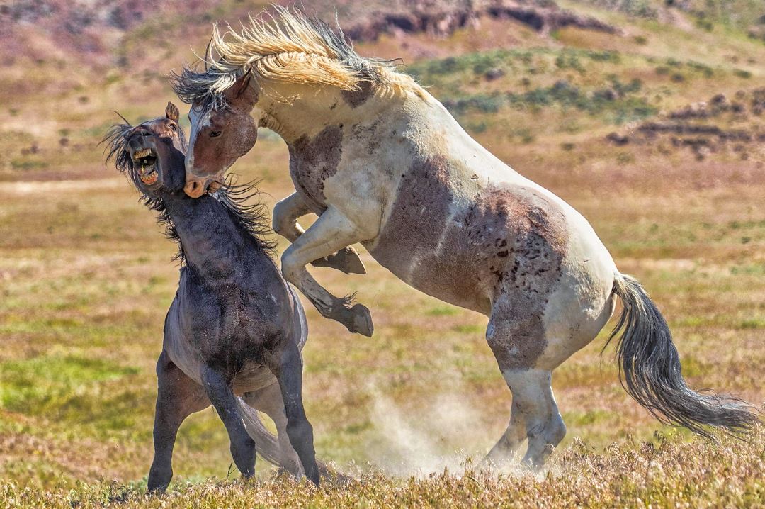 two horse fighting biting feild, wildlife photography, wildlife photographer, wildlife workshop, wildlife photography workshop, photography workshop, salt lake city photography workshop