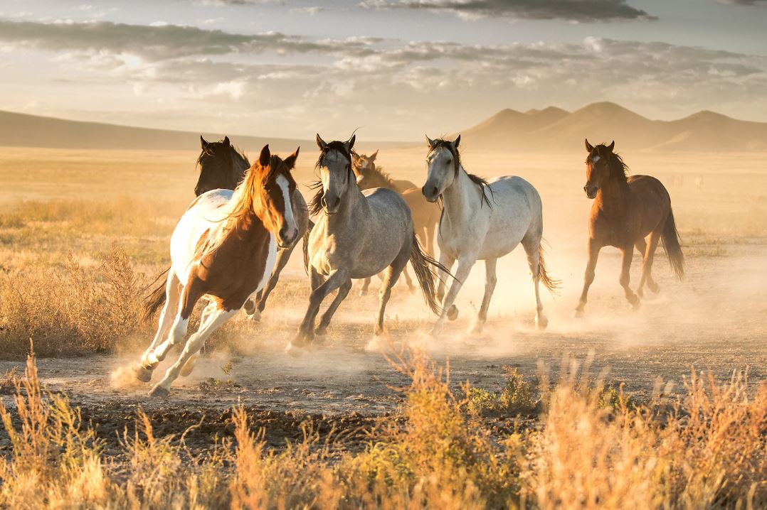 seven horses running in feild, horse photography, wildlife photography, wildlife photograher, horse photographer, wildlife workshop