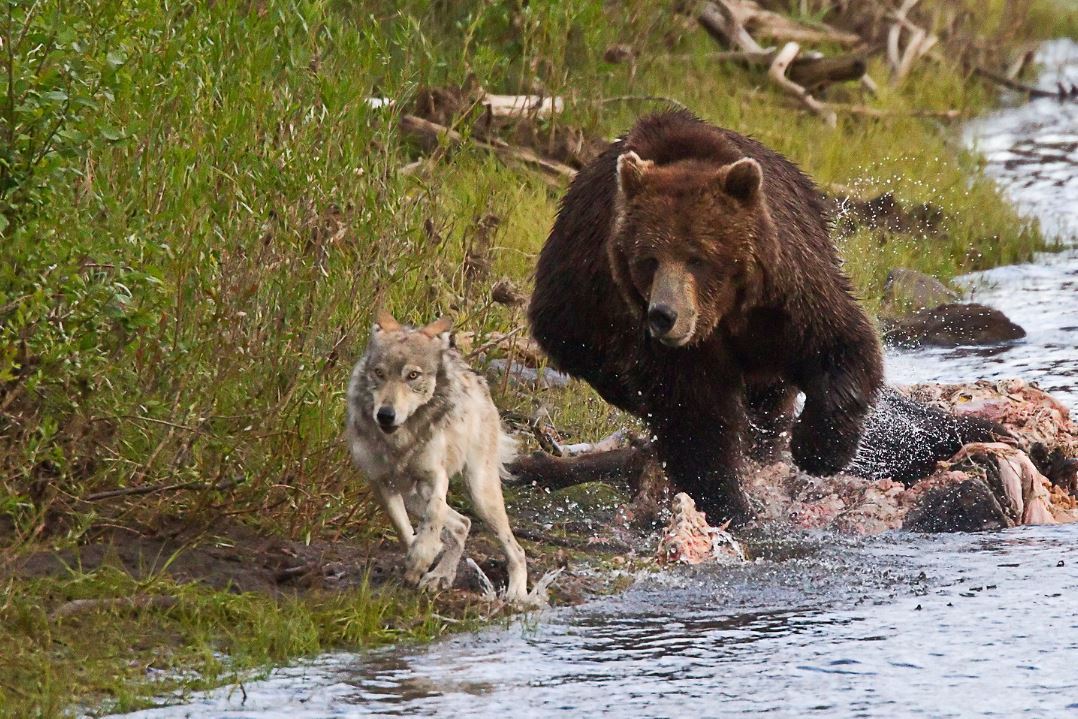 grizzly bear casing wolf, wildlife photography, wildlife photographer, wildlife workshop, photography workshop