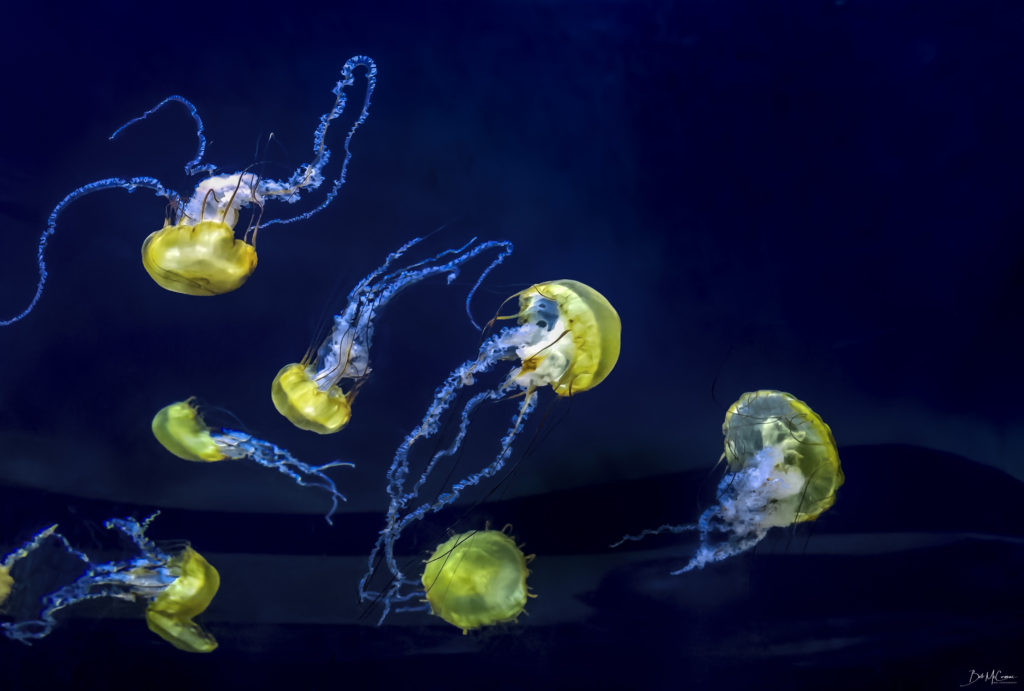 Photography Workshops, Robert McCormac, Fisheye Connect, Jellyfish, Underwater Photography, Aquarium Photography, 