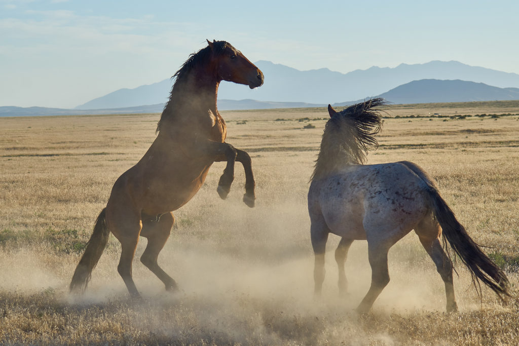 Horse Photography, Wild Horse Photography, Fisheye Connect, Photography Workshop, Photography Class, Horses in the dust