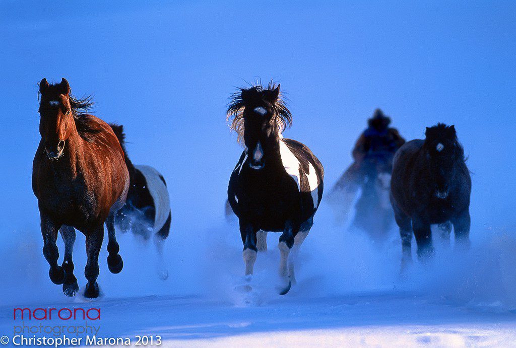 Christopher Marona, Horse Photography Workshop, Horses in Moonlight, Fisheye Connect, Photography Class, Photography Workshops