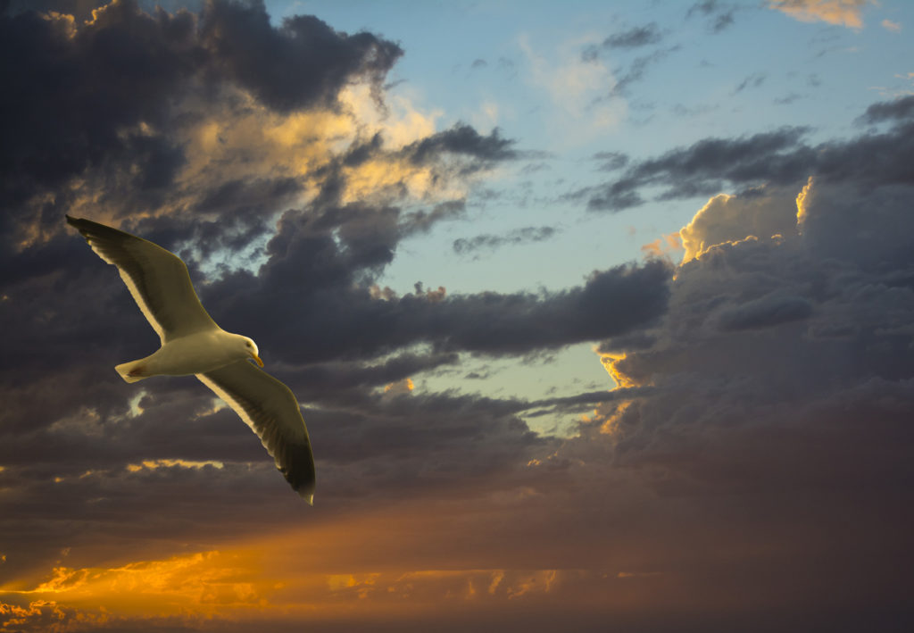 fisheye connect, audrey nilsen, photography class, photography workshop, bird photography, seagull at sunset, 