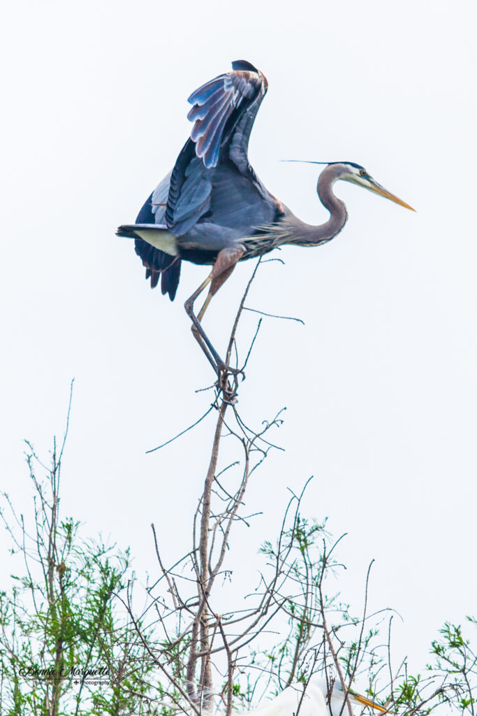 Bonnie Marquette, Fisheye Connect, Photography Workshops, Wildlife Photography, Balancing Crane