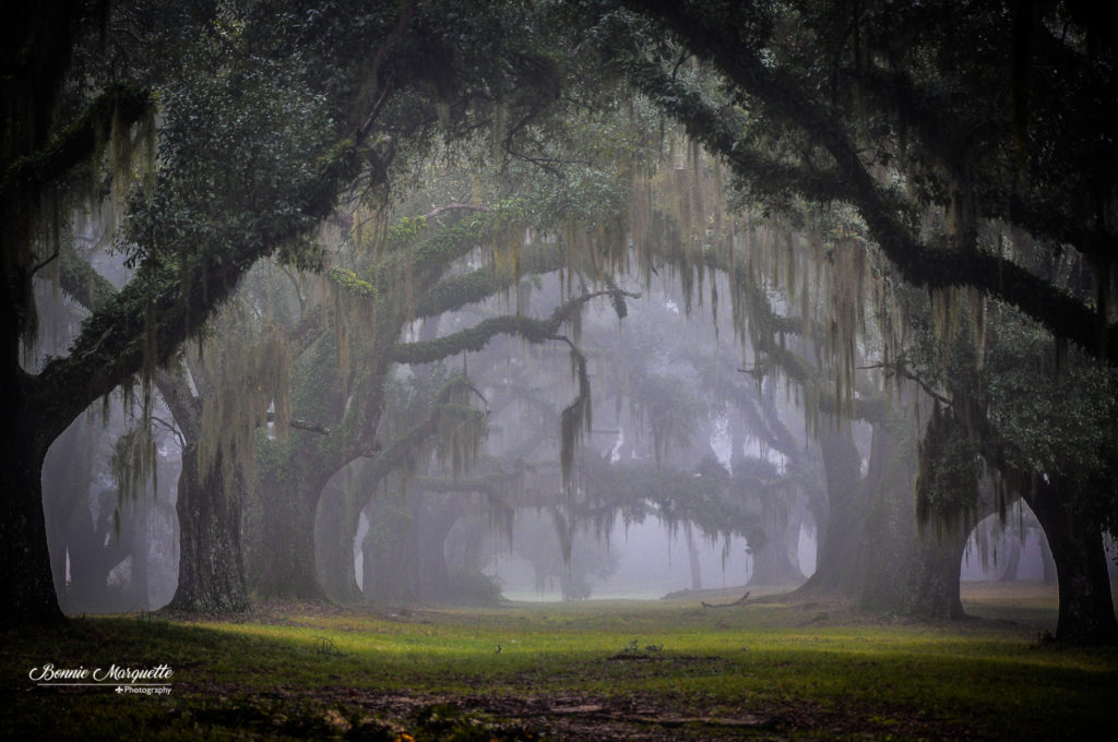 Greenwood in Mist, Photography Workshop, Landscape Photography, Savannah Trees, Green Moss, Oak Moss, Southern Landscape, Eerie Mist, Photography Classes, Fisheye Connect