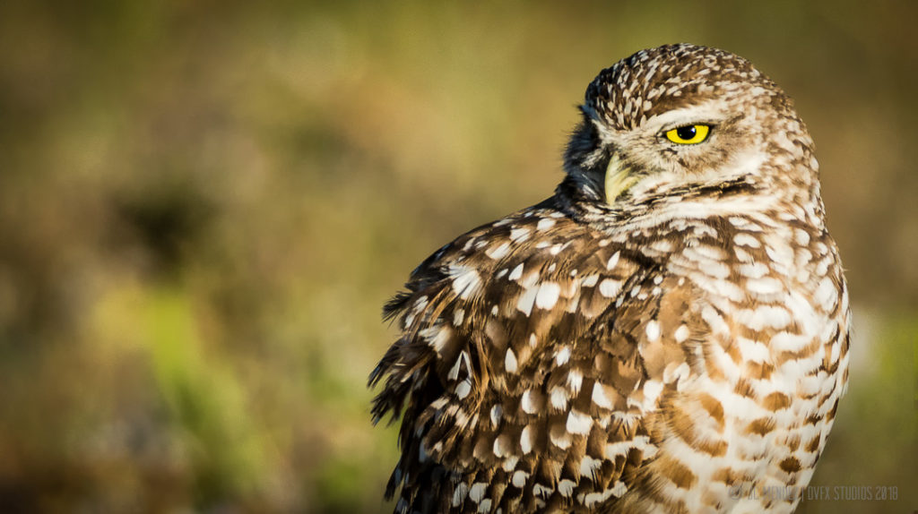 JC Mendez - ©JCM-Cape Coral Burrowing Owls, Fisheye Connect, Photography Workshop, Owl Photography, Bird Photography, 