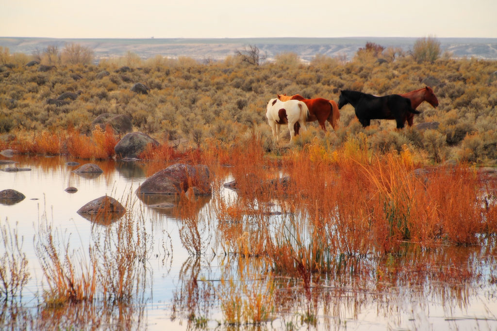 Carrie Zeidman, Fisheye Connect, Photography Workshops, Photography Course, Horse Photography, West, Landscape Photography