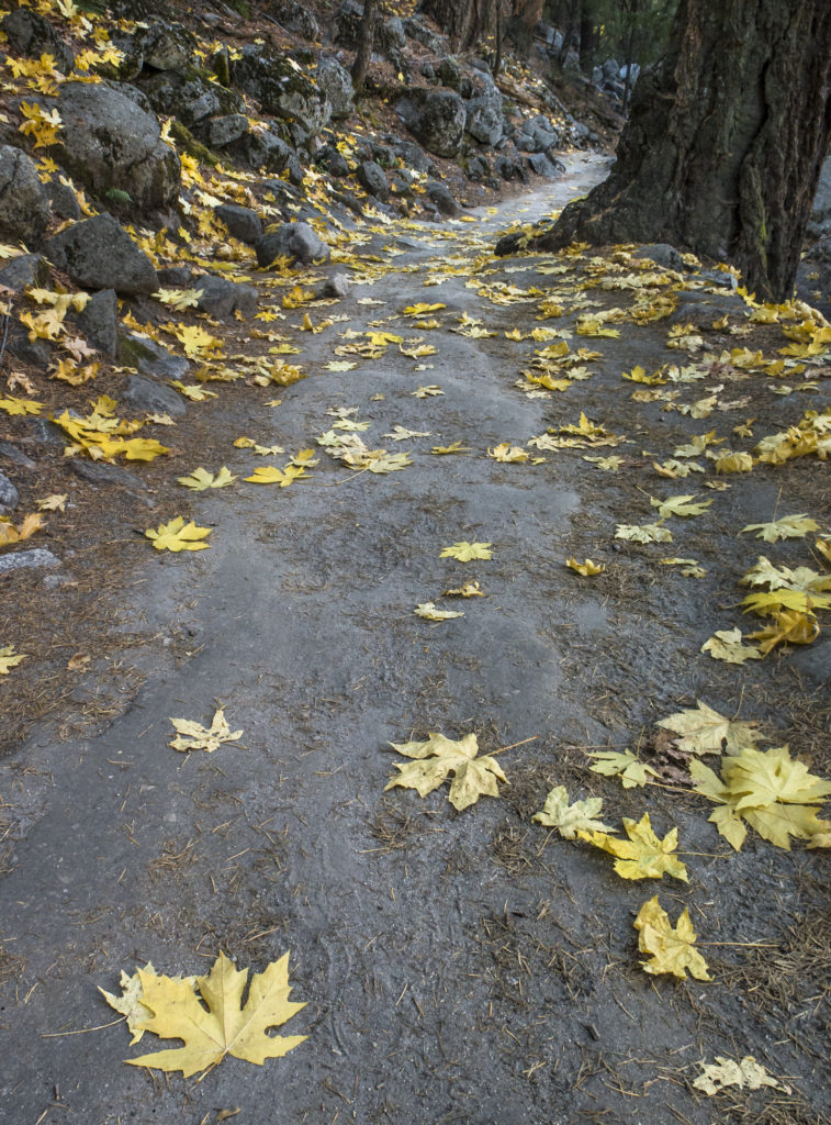 Jay Sousa, Photography Workshops, Fisheye Connect, Fall Photography, Fall Leaves, Online Photography Workshops