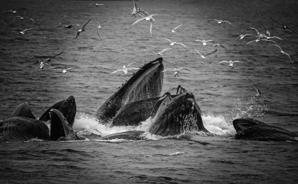 MARK HOFFMAN - HUMPBACK BUBBLE-FEEDING, fisheye connect, whale photography, cruise photography, southeast alaska, humpback whales, bubble feeding, nature photography, right place right time, photography workshops, landscape tours, animal tours, wildlife alaska, alaska photography workshops